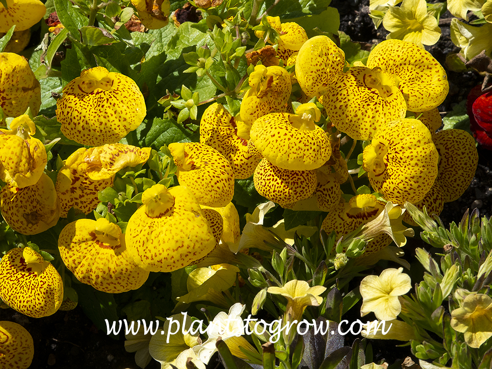 Calceolaria Cinderella Yellow with Dots